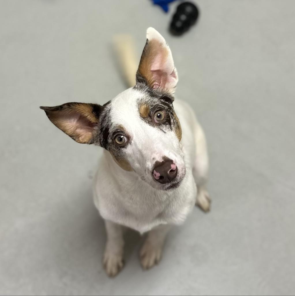 Aqua - Australian Shepherd