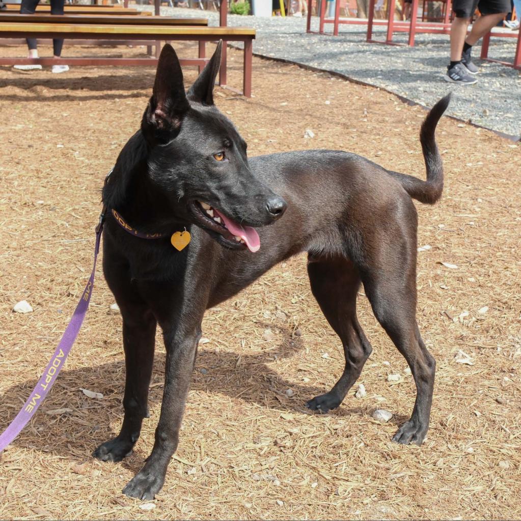 Styx up for Adoption