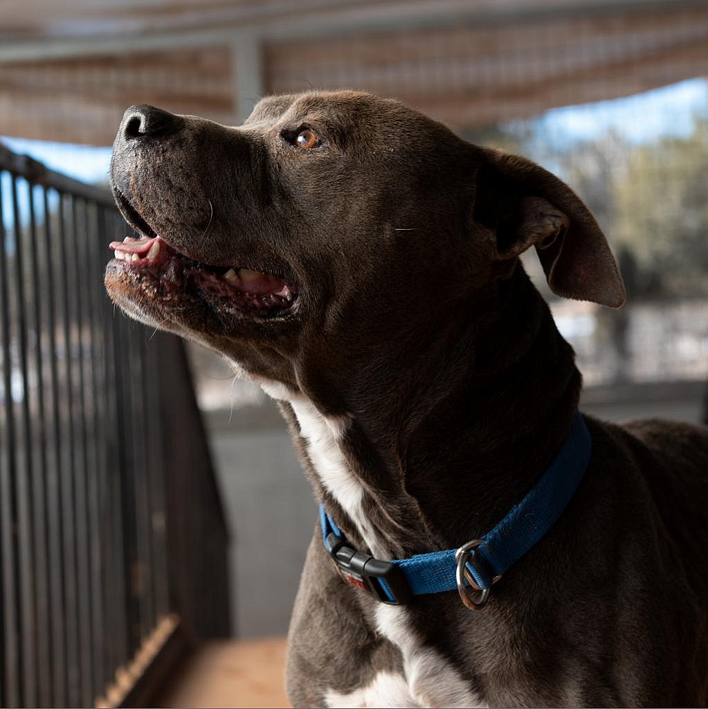 Fender - American Pit Bull Terrier