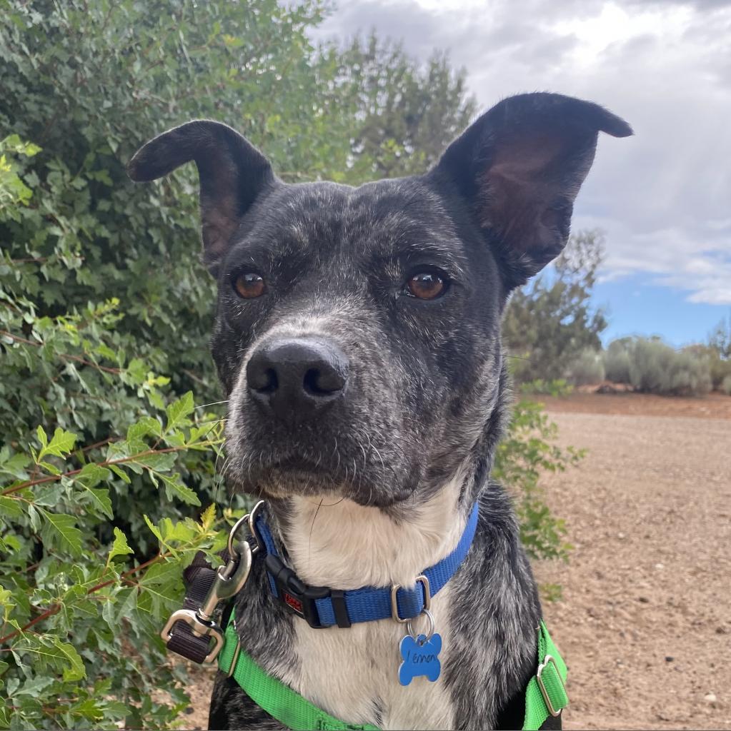 Lennon - Catahoula Leopard Dog