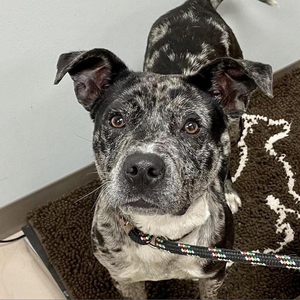 Lennon - Catahoula Leopard Dog