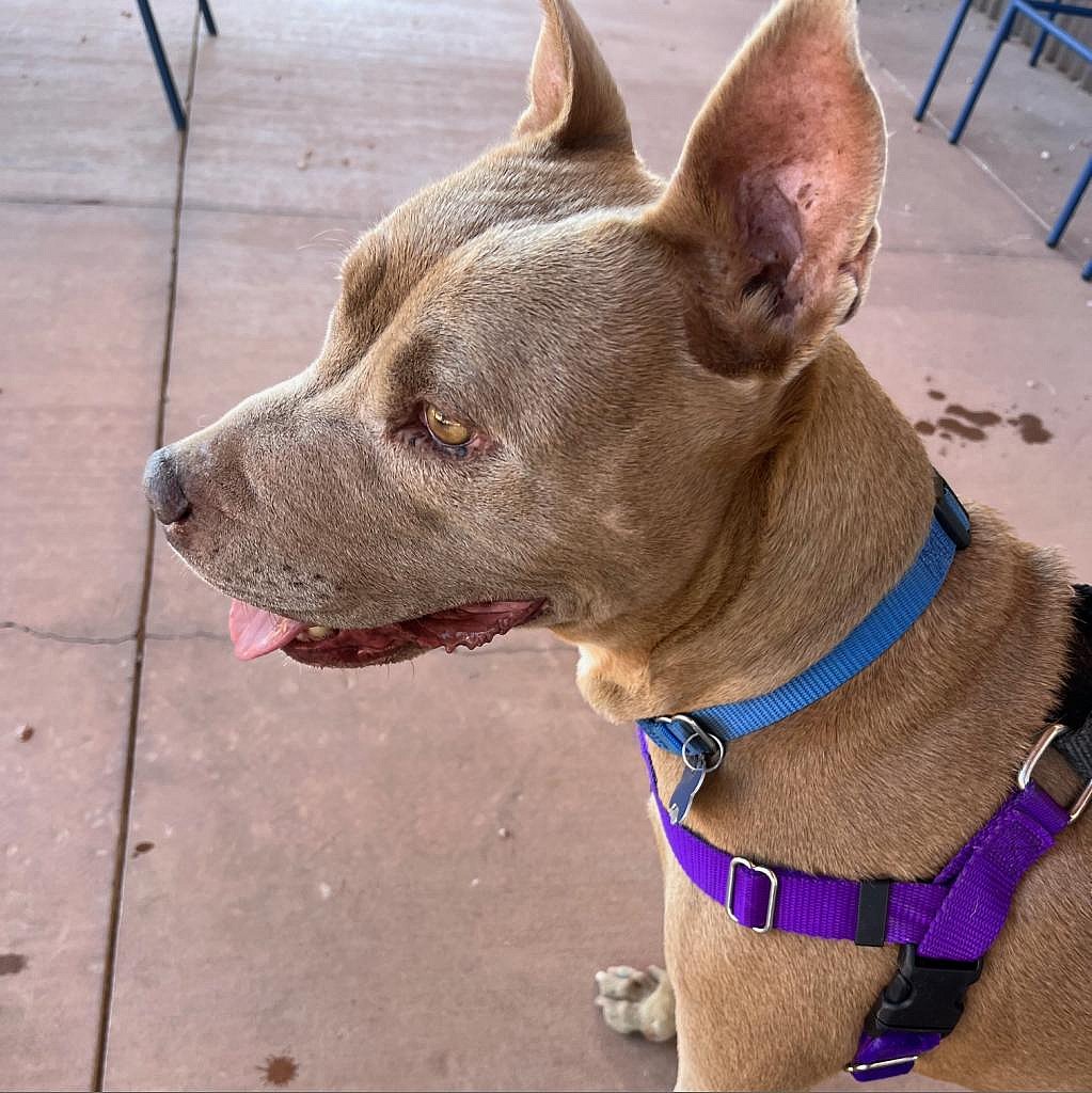 Lola - American Pit Bull Terrier