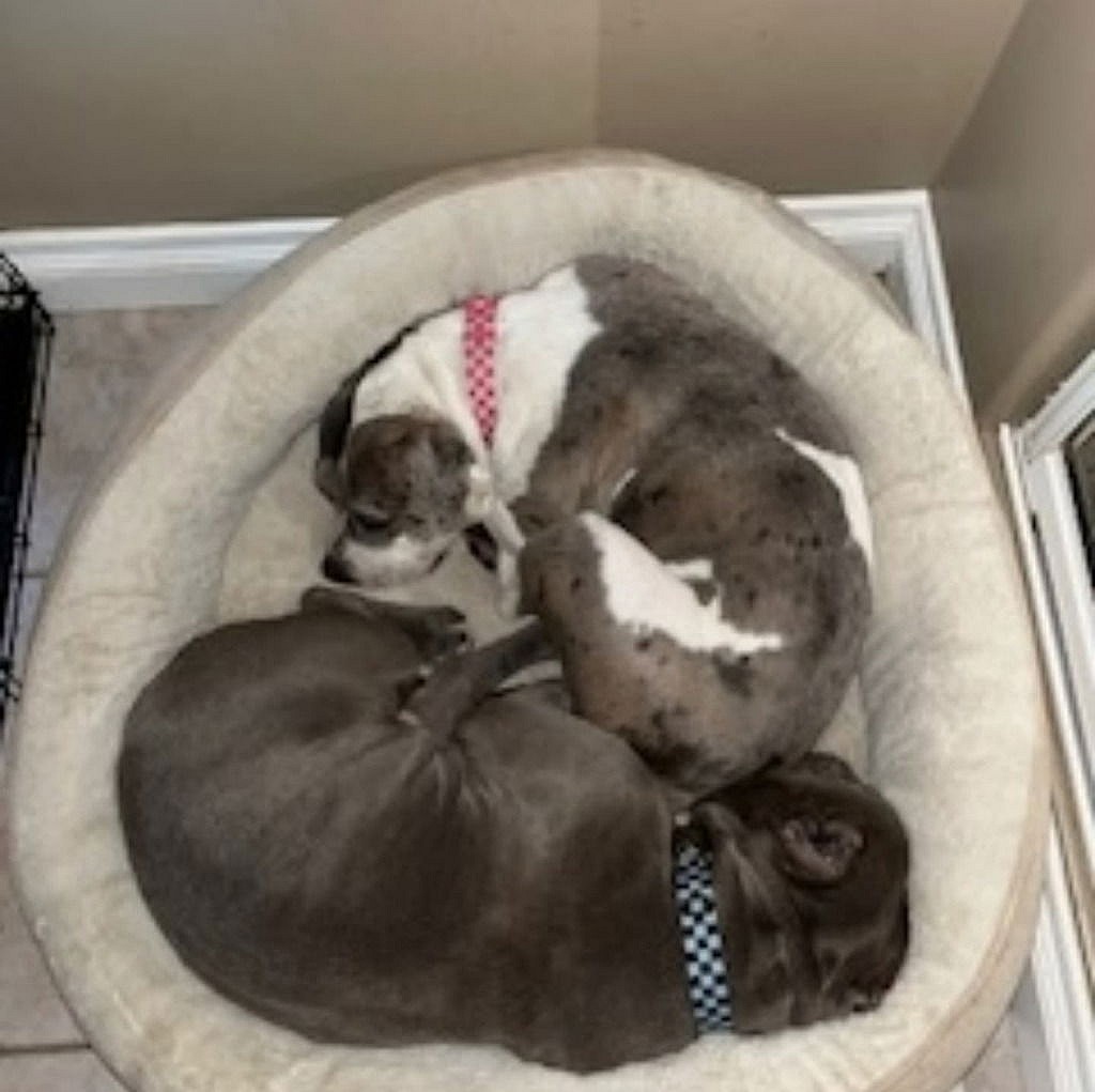 Bubba - Courtesy Post