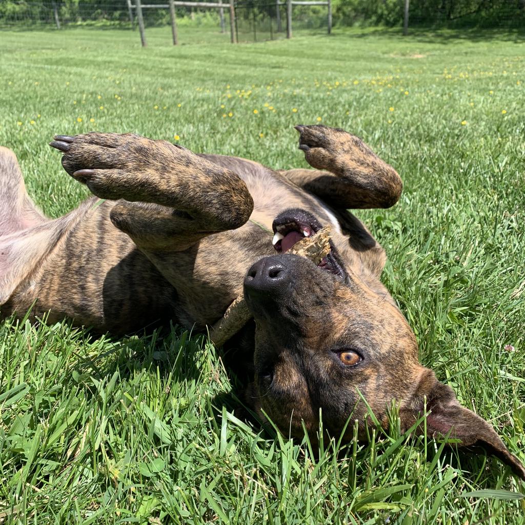 Leela