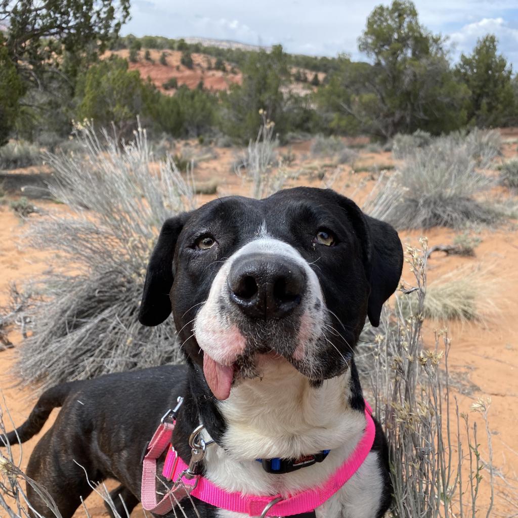 Eloise