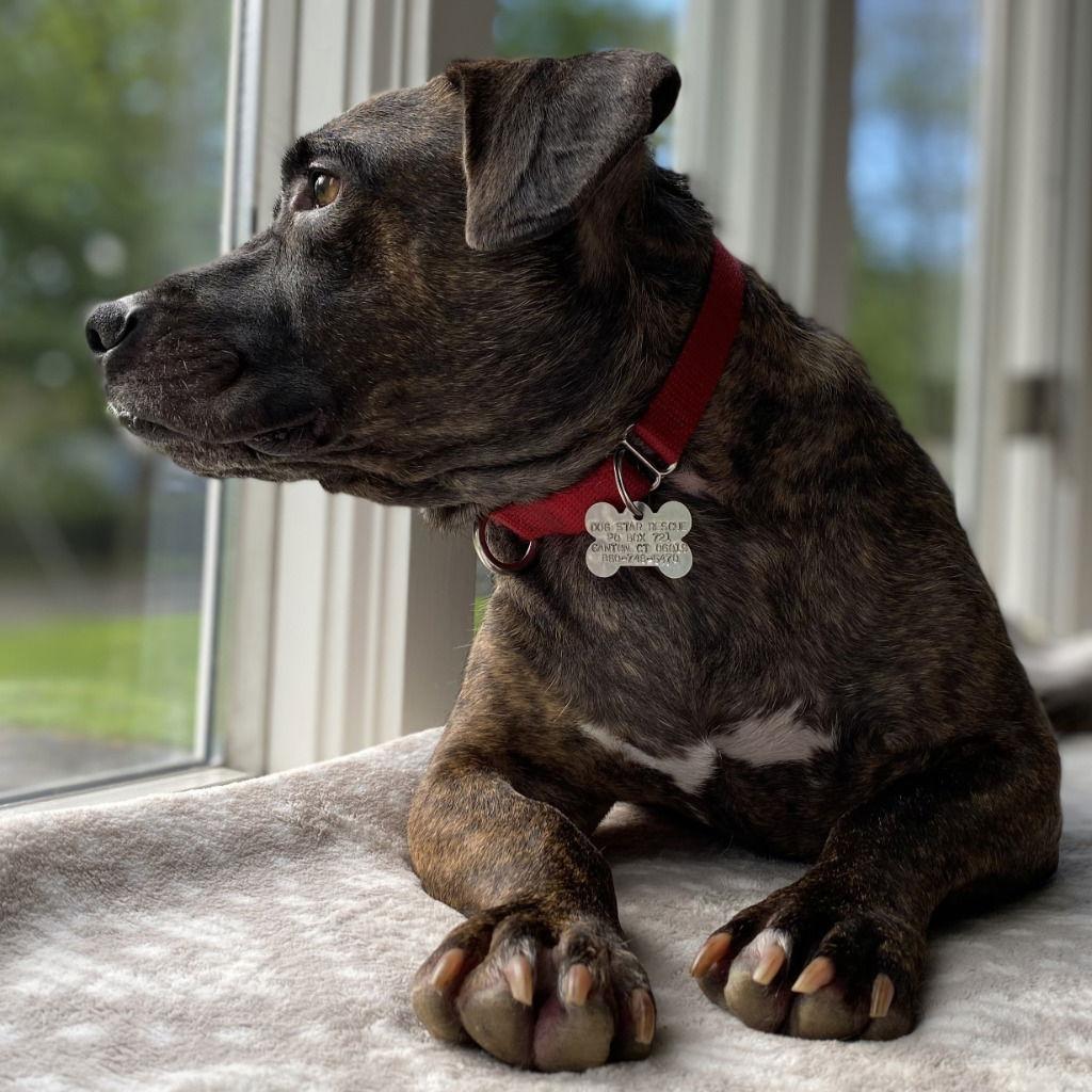 Dumplin - Terrier