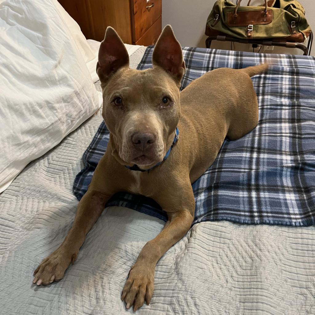 Lola - American Pit Bull Terrier