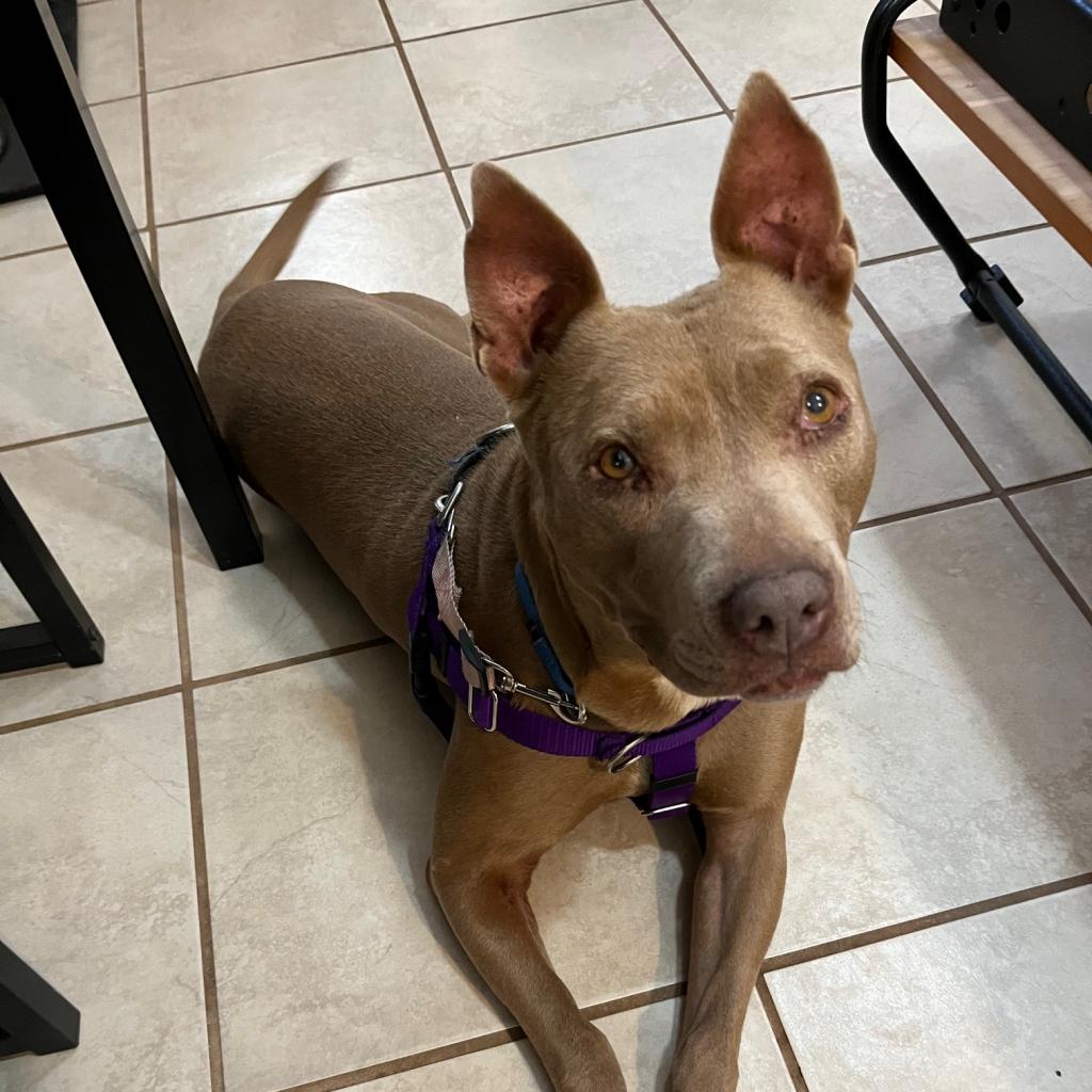 Lola - American Pit Bull Terrier