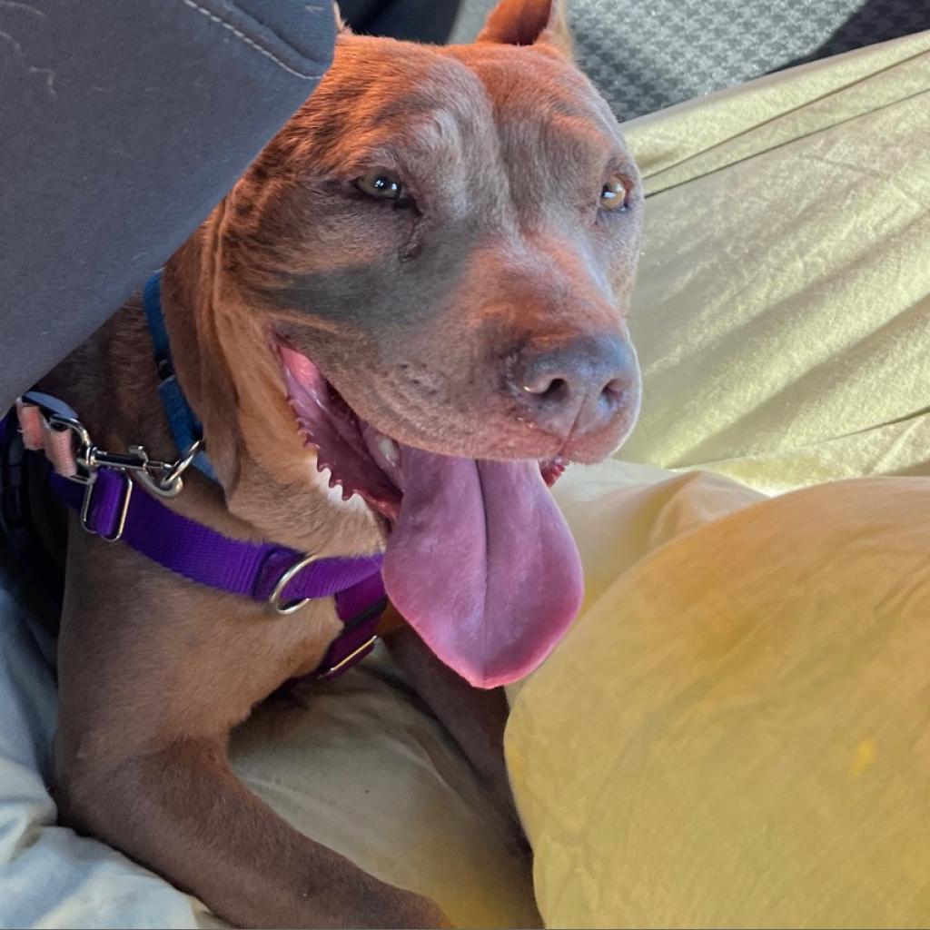 Lola - American Pit Bull Terrier