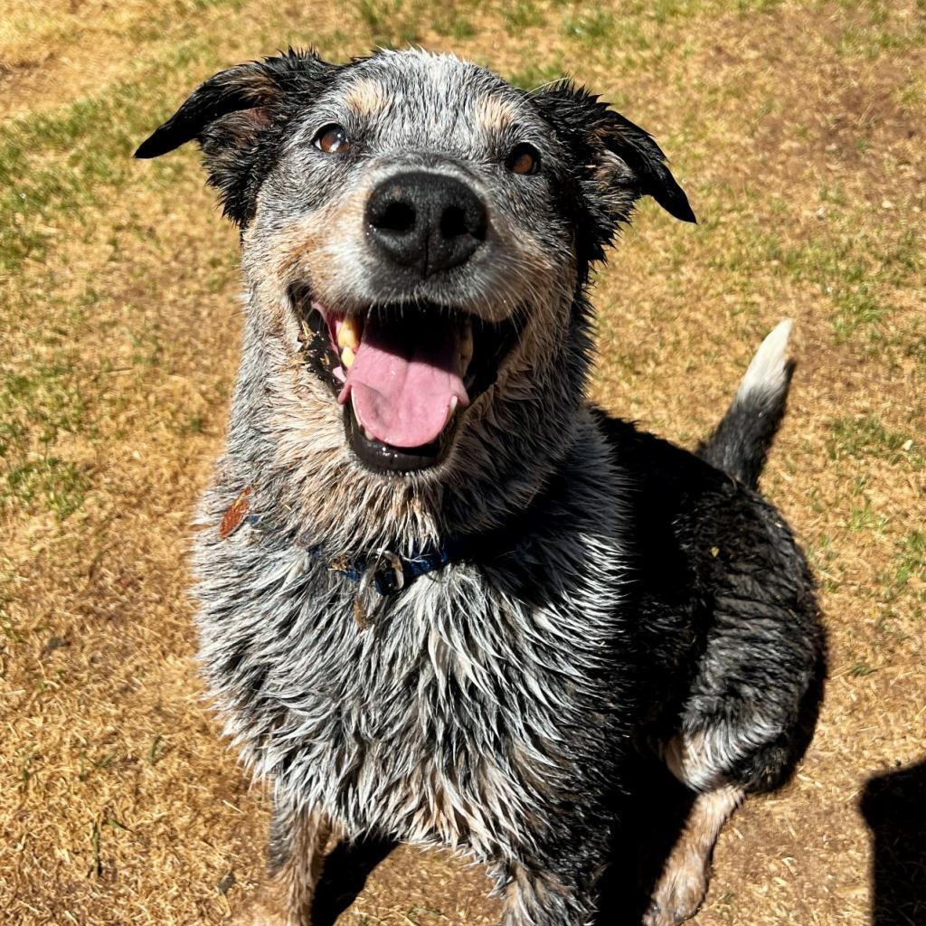 Zorro - Cattle Dog