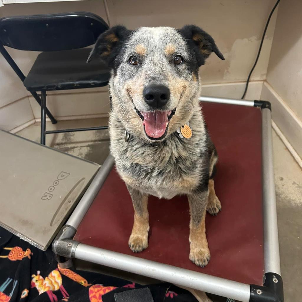 Zorro - Cattle Dog