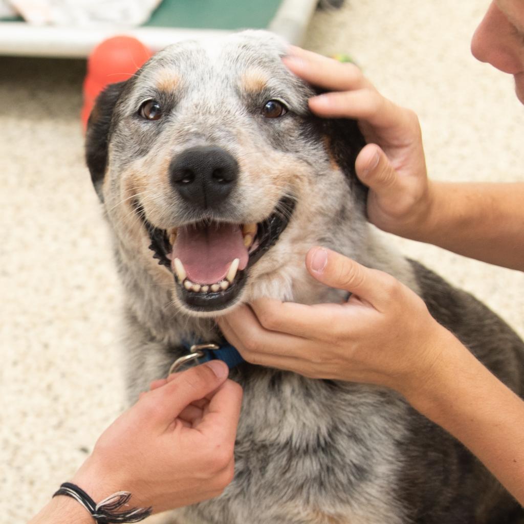 Zorro - Cattle Dog