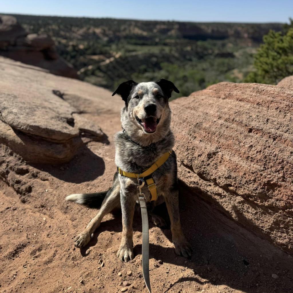 Zorro - Cattle Dog