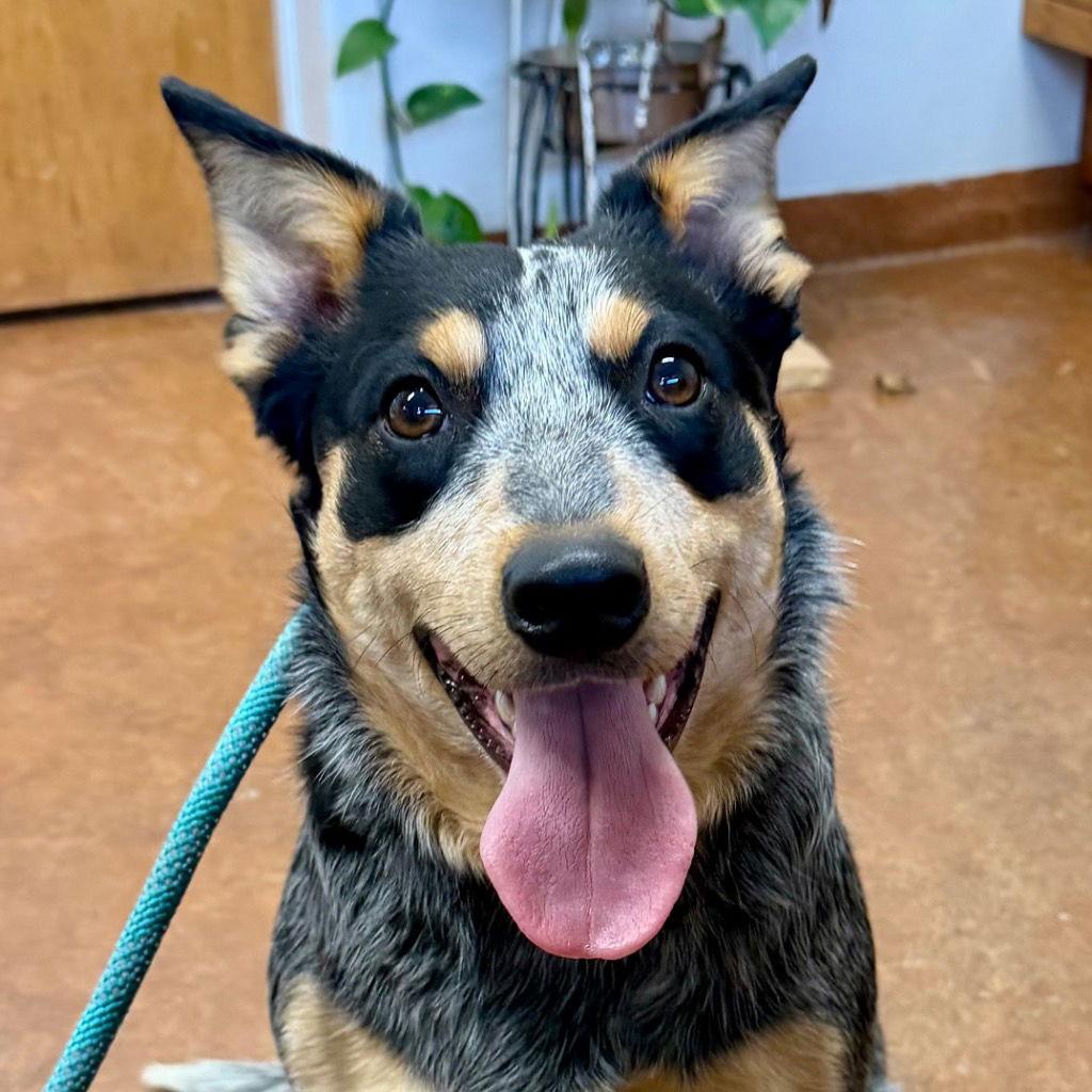 Lainey - Australian Cattle Dog/Blue Heeler