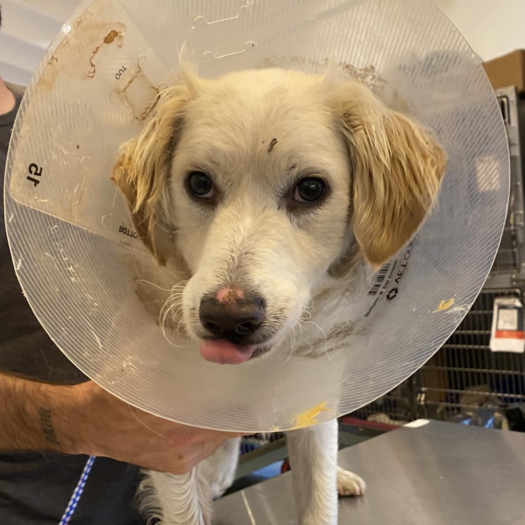 Sesame - Spaniel