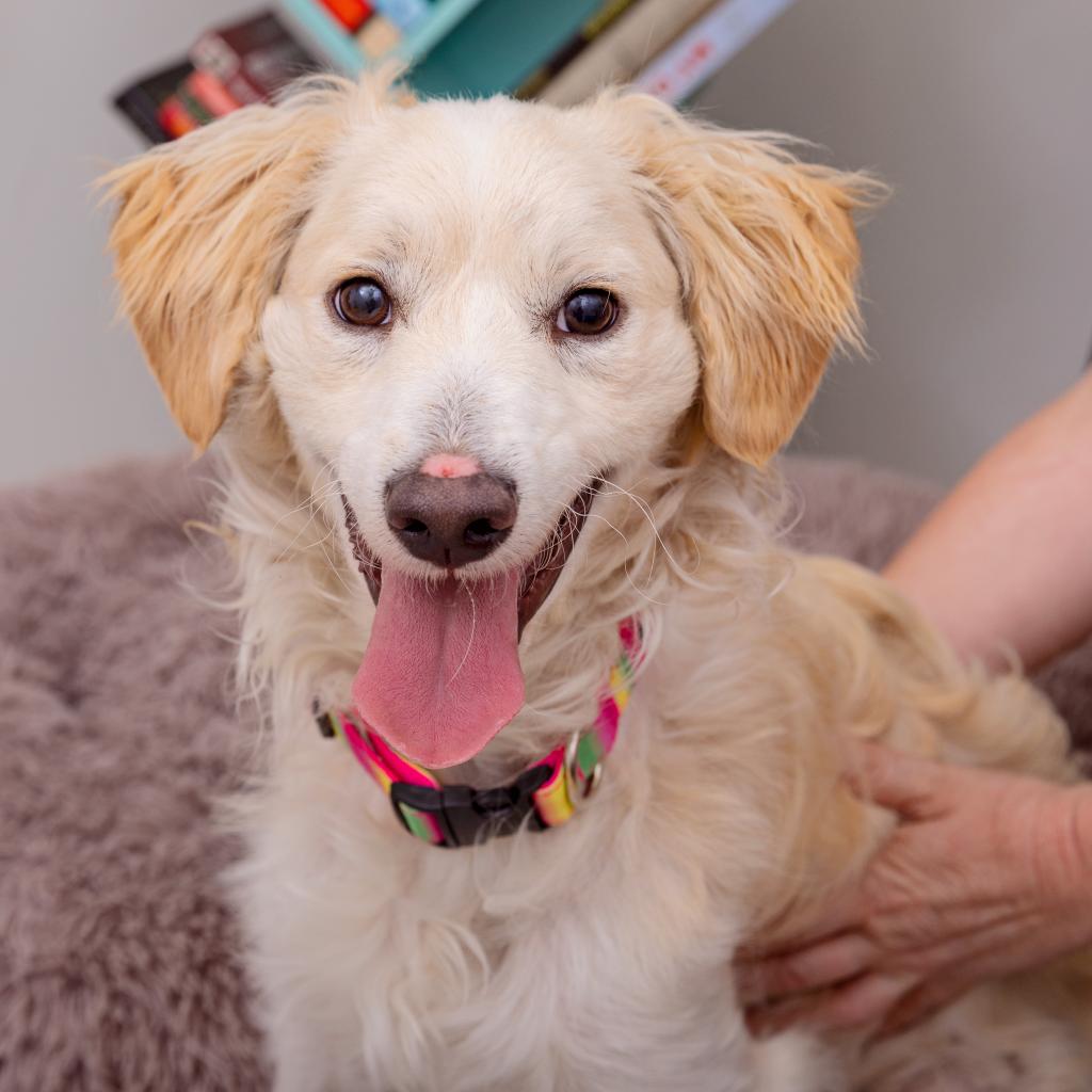 Sesame - Spaniel