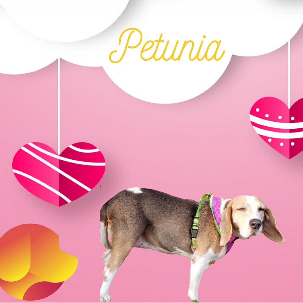 Petunia