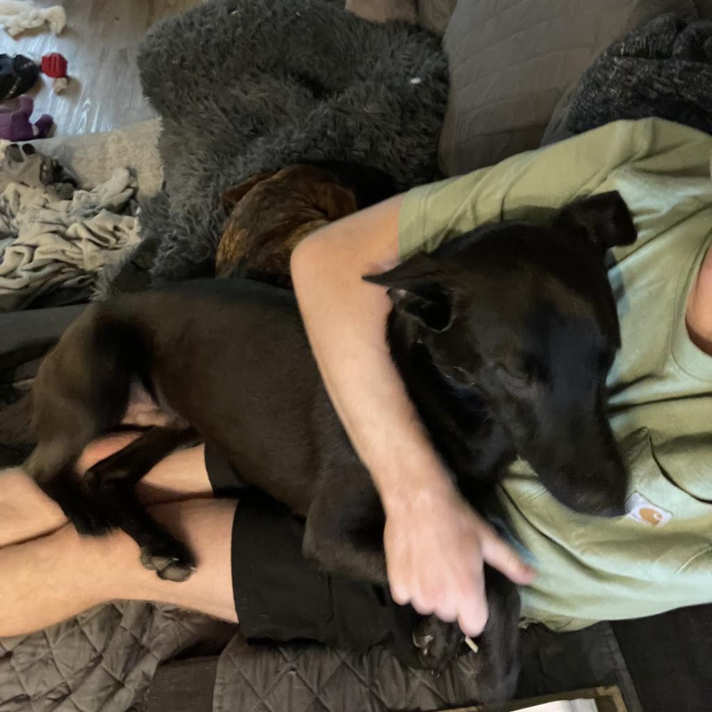 Styx up for Adoption