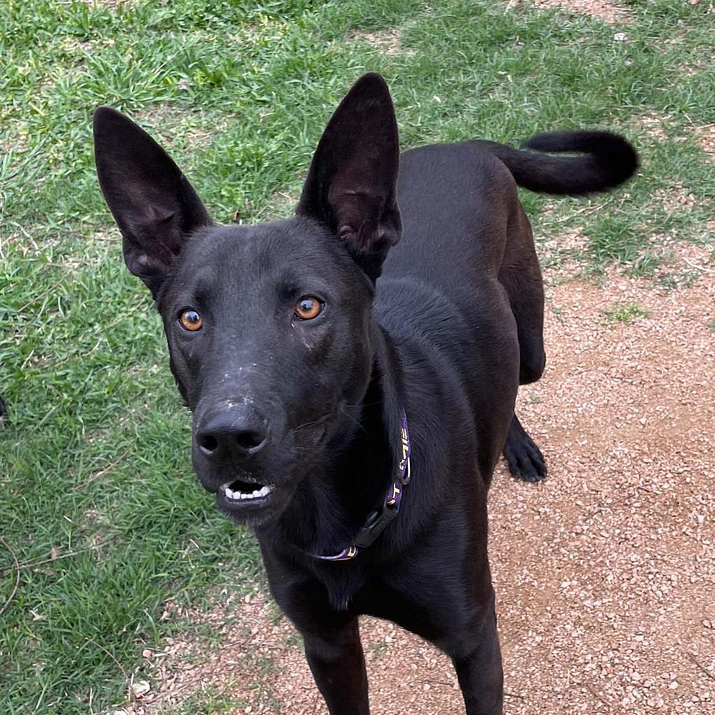 Styx up for Adoption