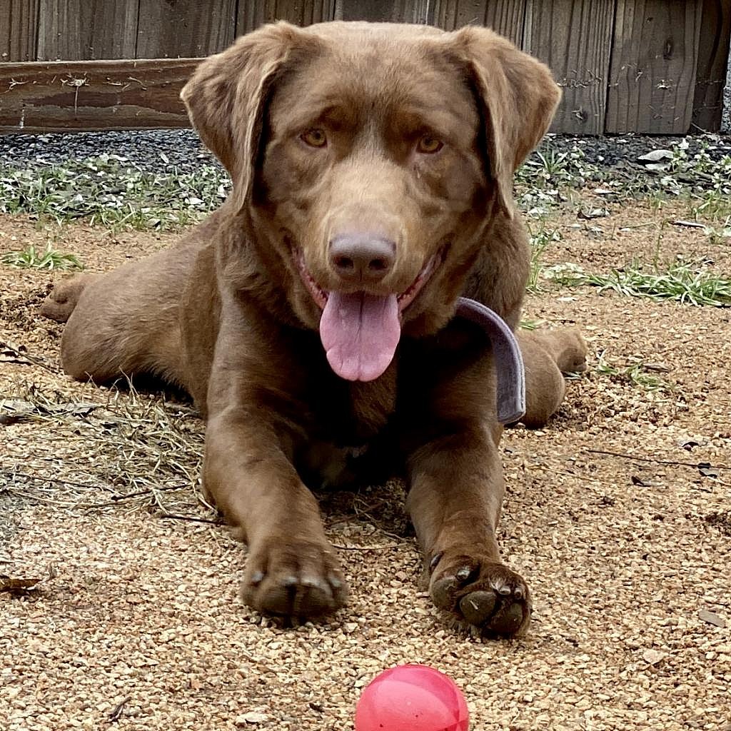 Sherman the Chocolate Lab