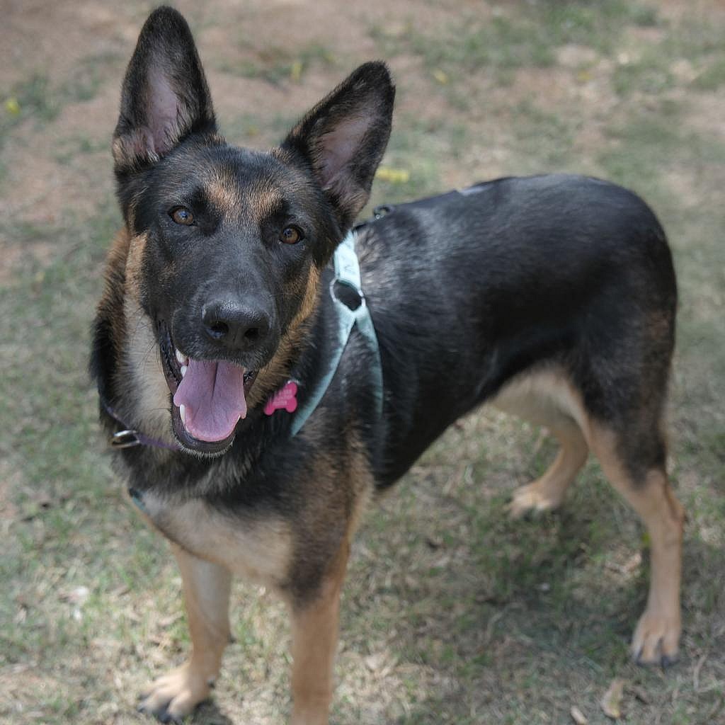 Lady Bug the GSD (German Shepherd Dog)