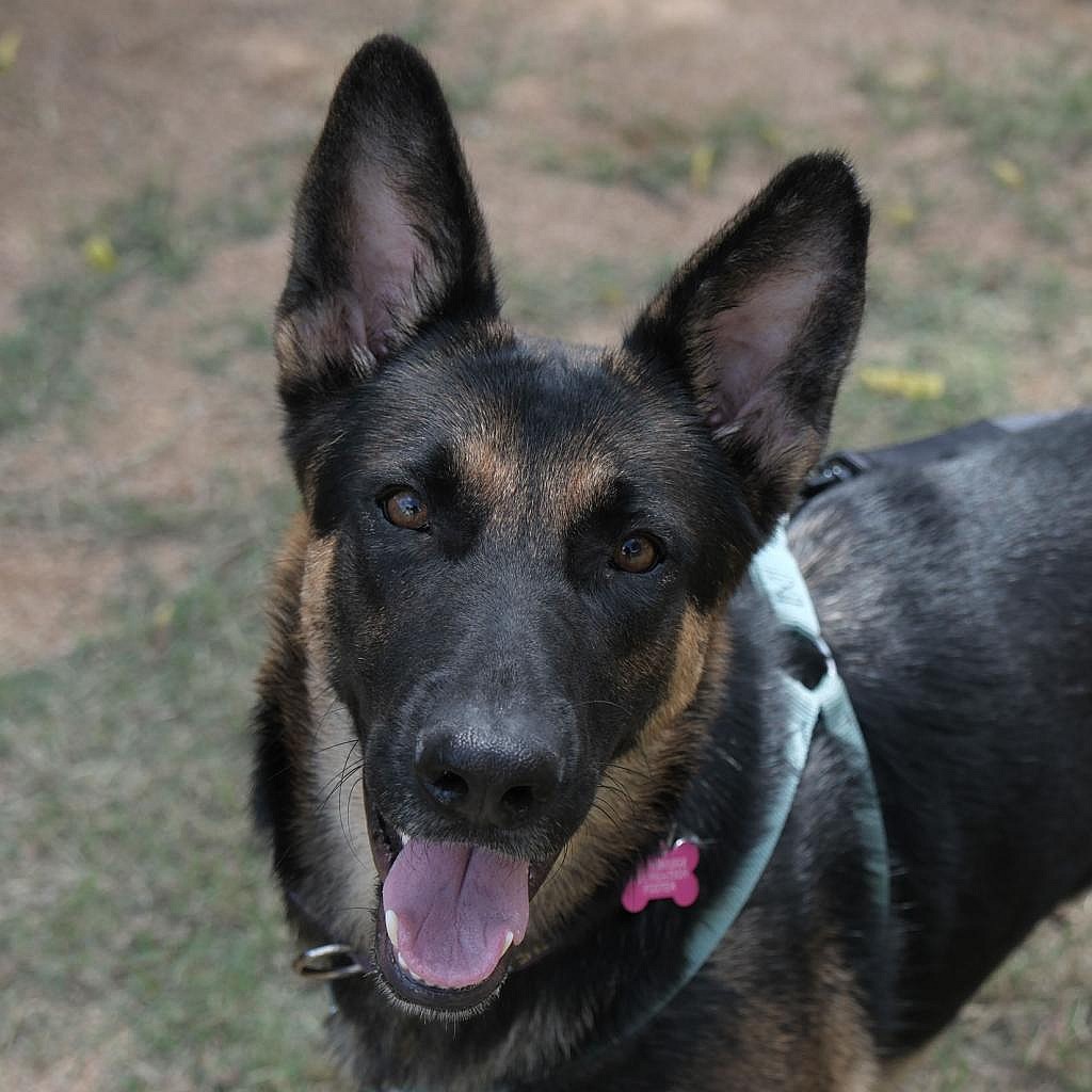 Lady Bug the GSD (German Shepherd Dog)