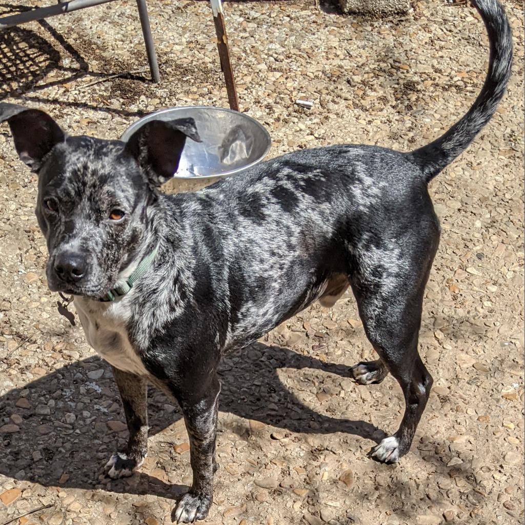 Lennon - Catahoula Leopard Dog
