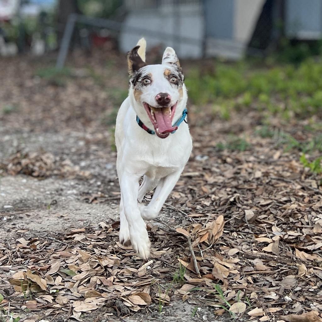 Aqua - Australian Shepherd