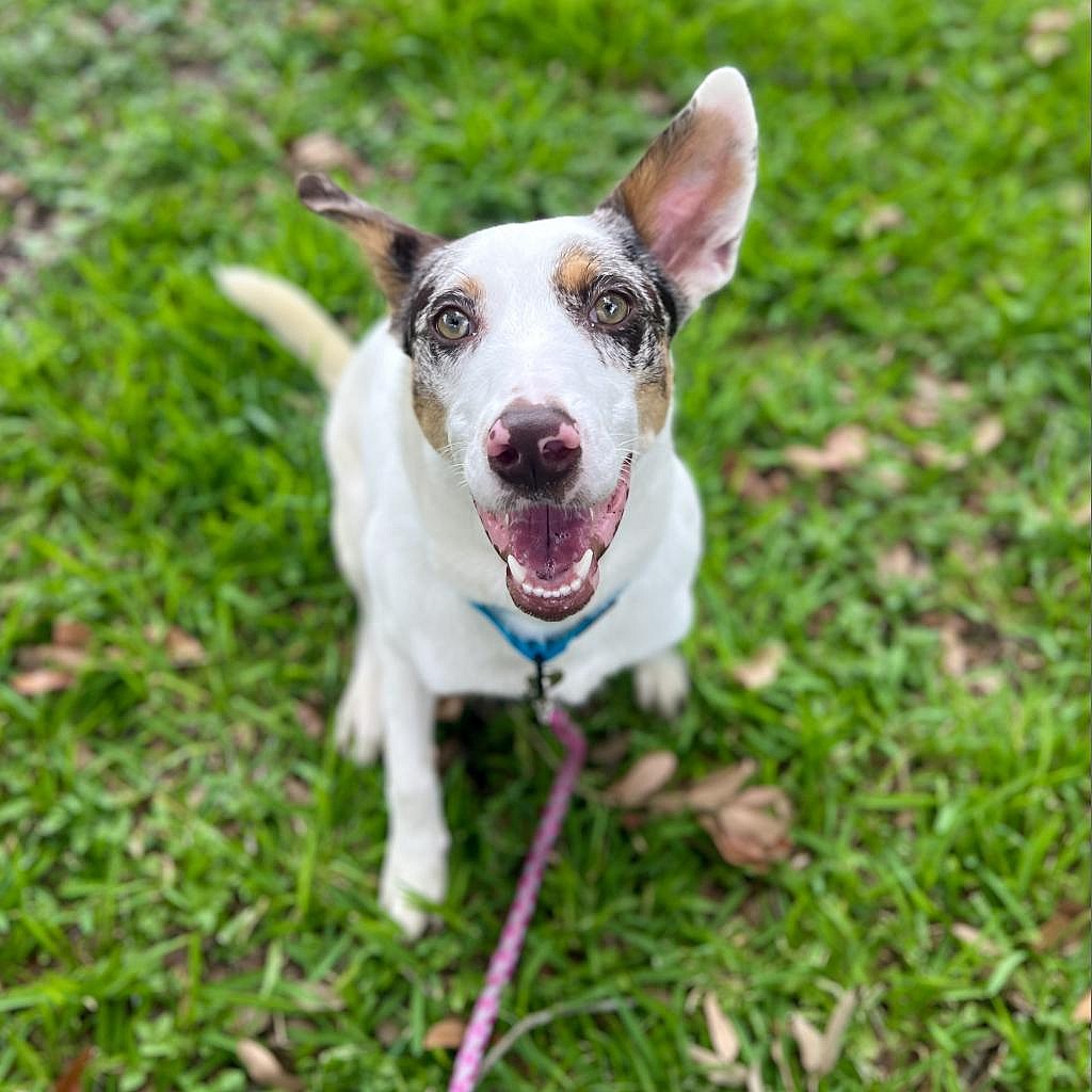 Aqua - Australian Shepherd
