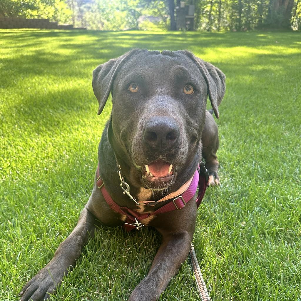 Hope - American Pit Bull Terrier