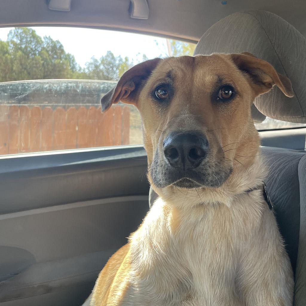 Mantis - German Shepherd Dog