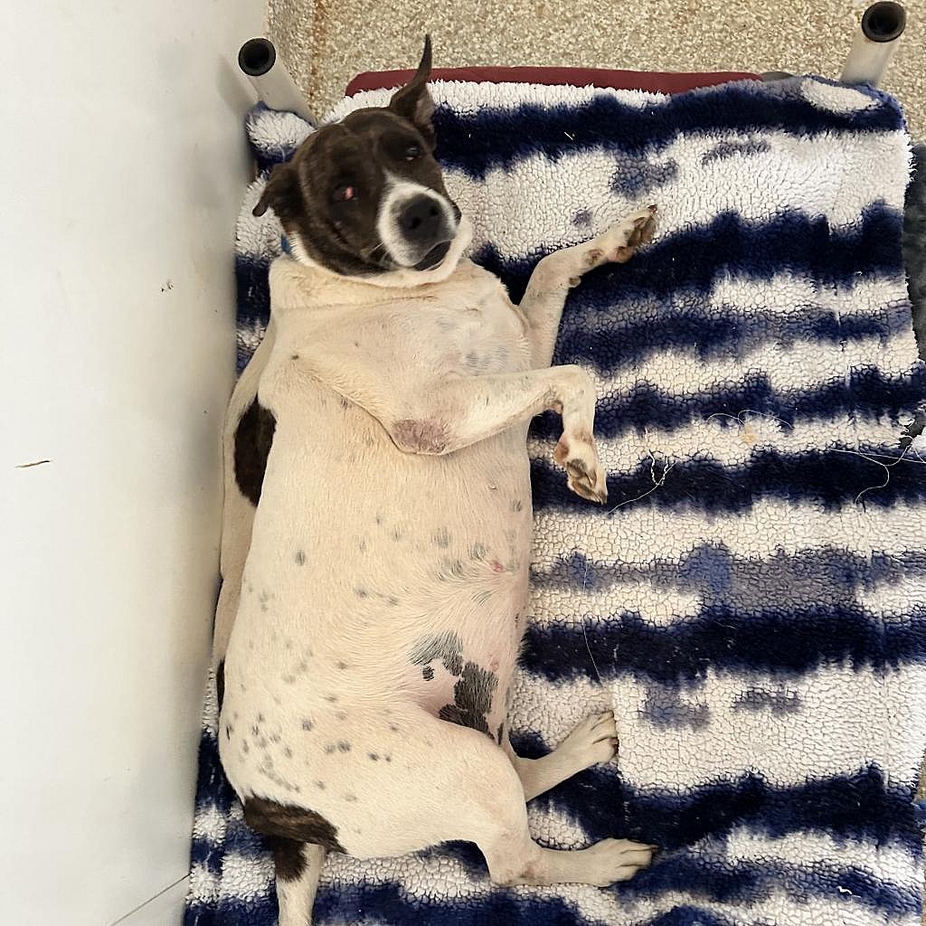 Dolphina - Labrador Retriever