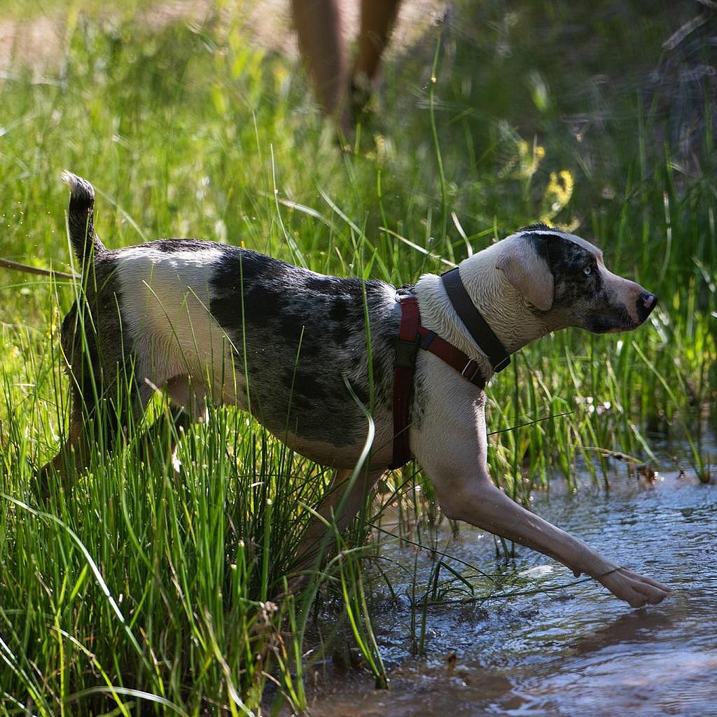 Frankie - Catahoula Leopard Dog
