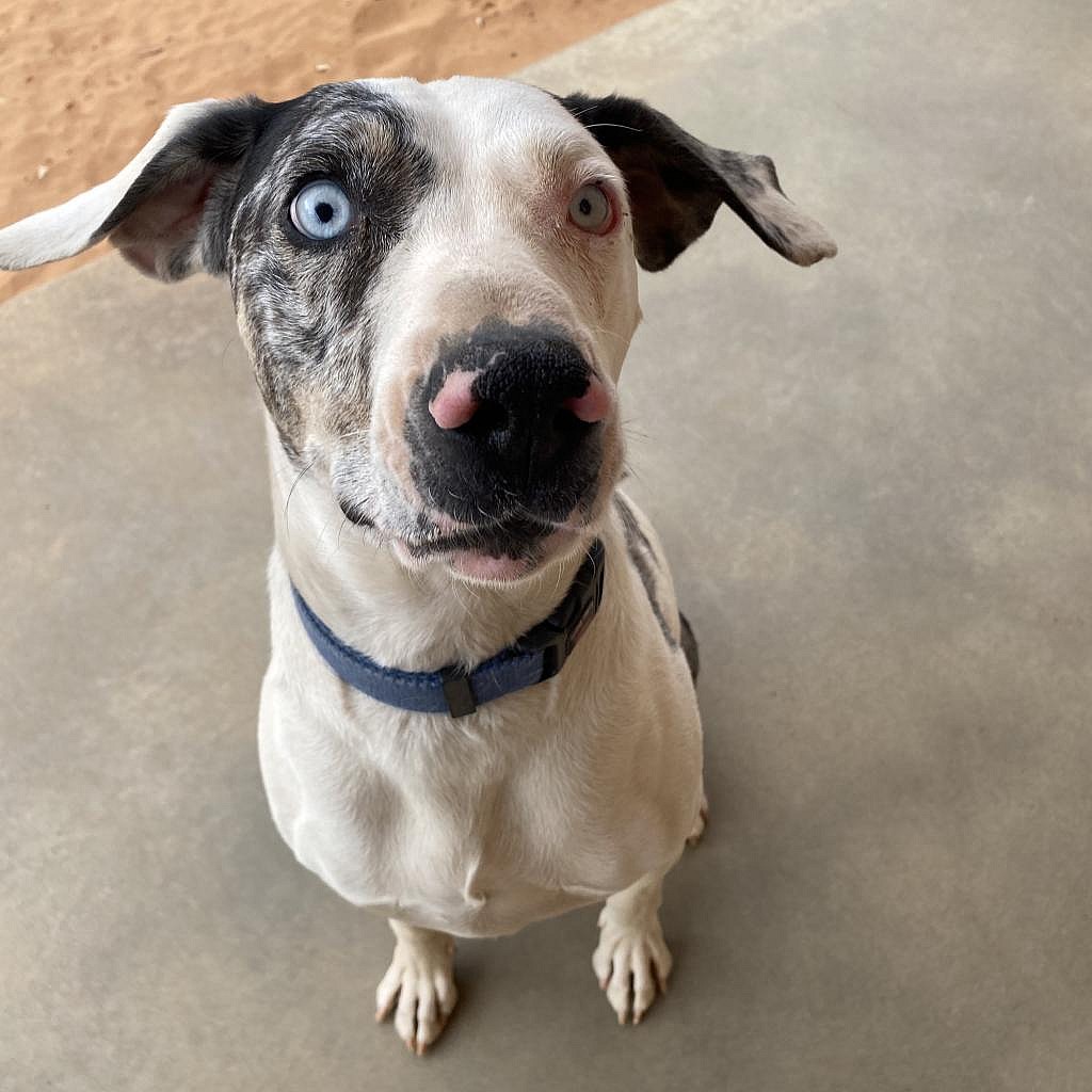 Frankie - Catahoula Leopard Dog