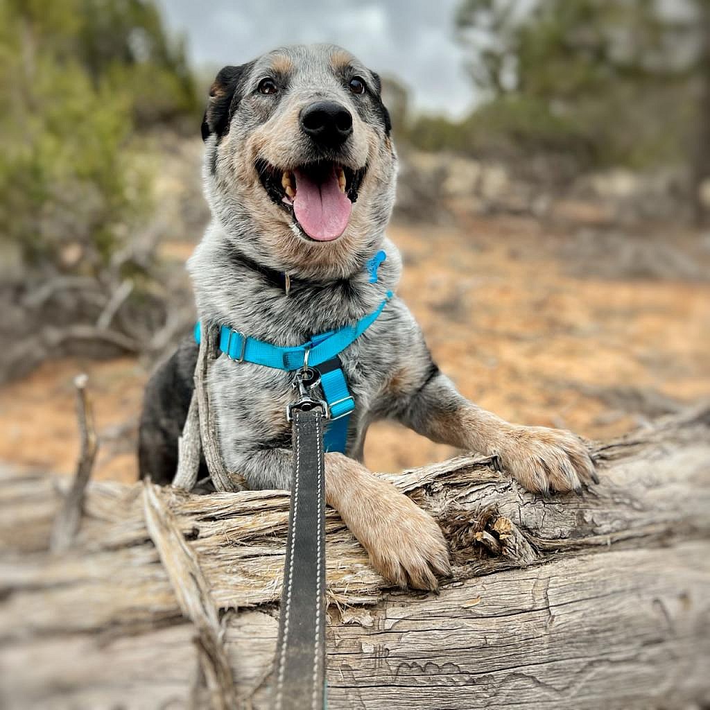Zorro - Cattle Dog