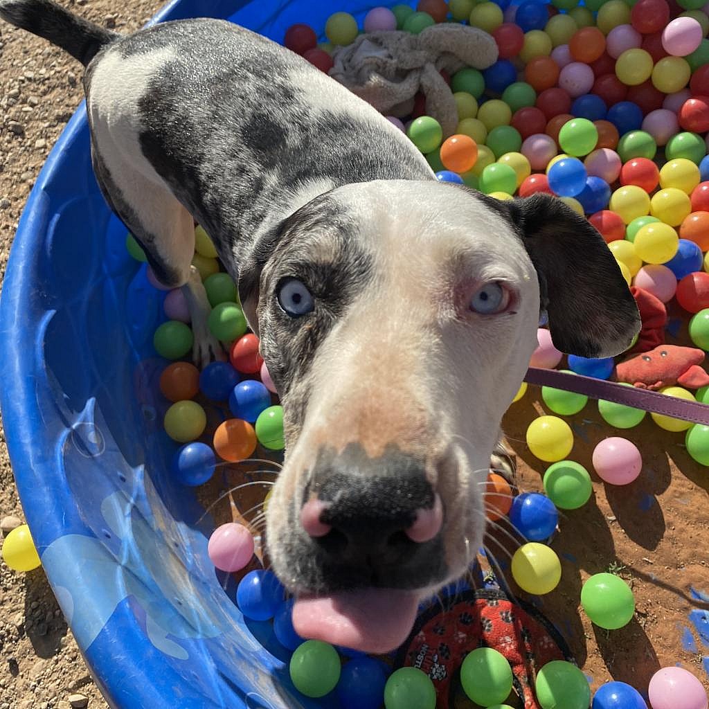Frankie - Catahoula Leopard Dog