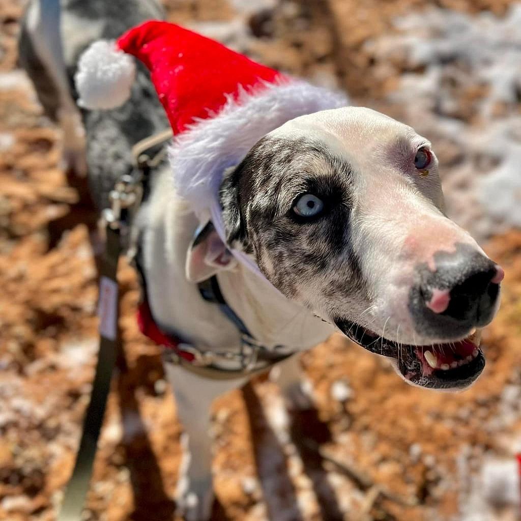 Frankie - Catahoula Leopard Dog