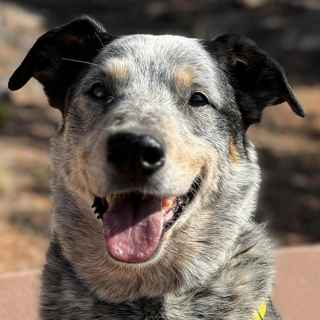 Zorro - Cattle Dog