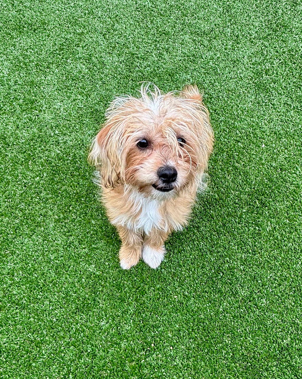 Milo - Yorkshire Terrier Yorkie