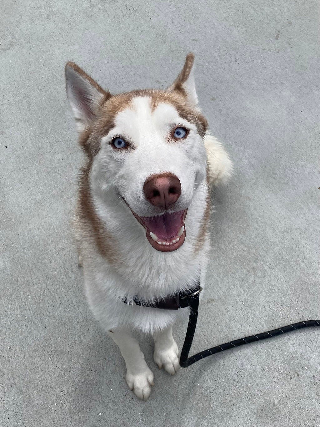 Koa - Siberian Husky
