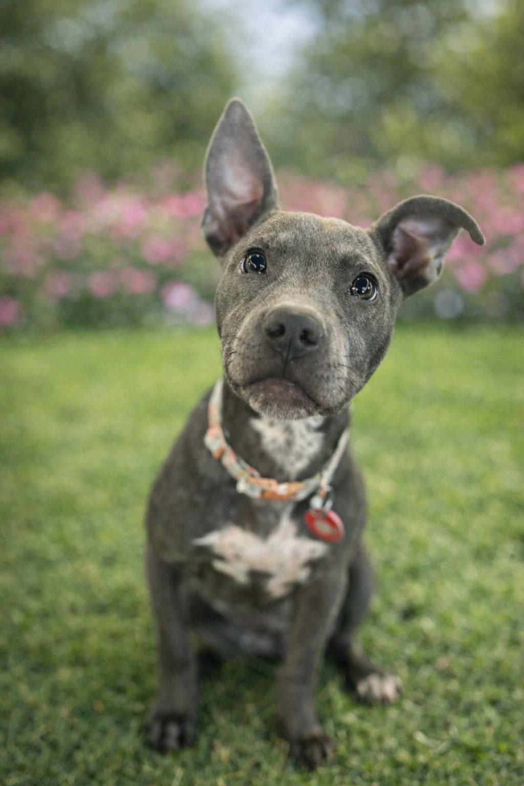 Astra - Pit Bull Terrier