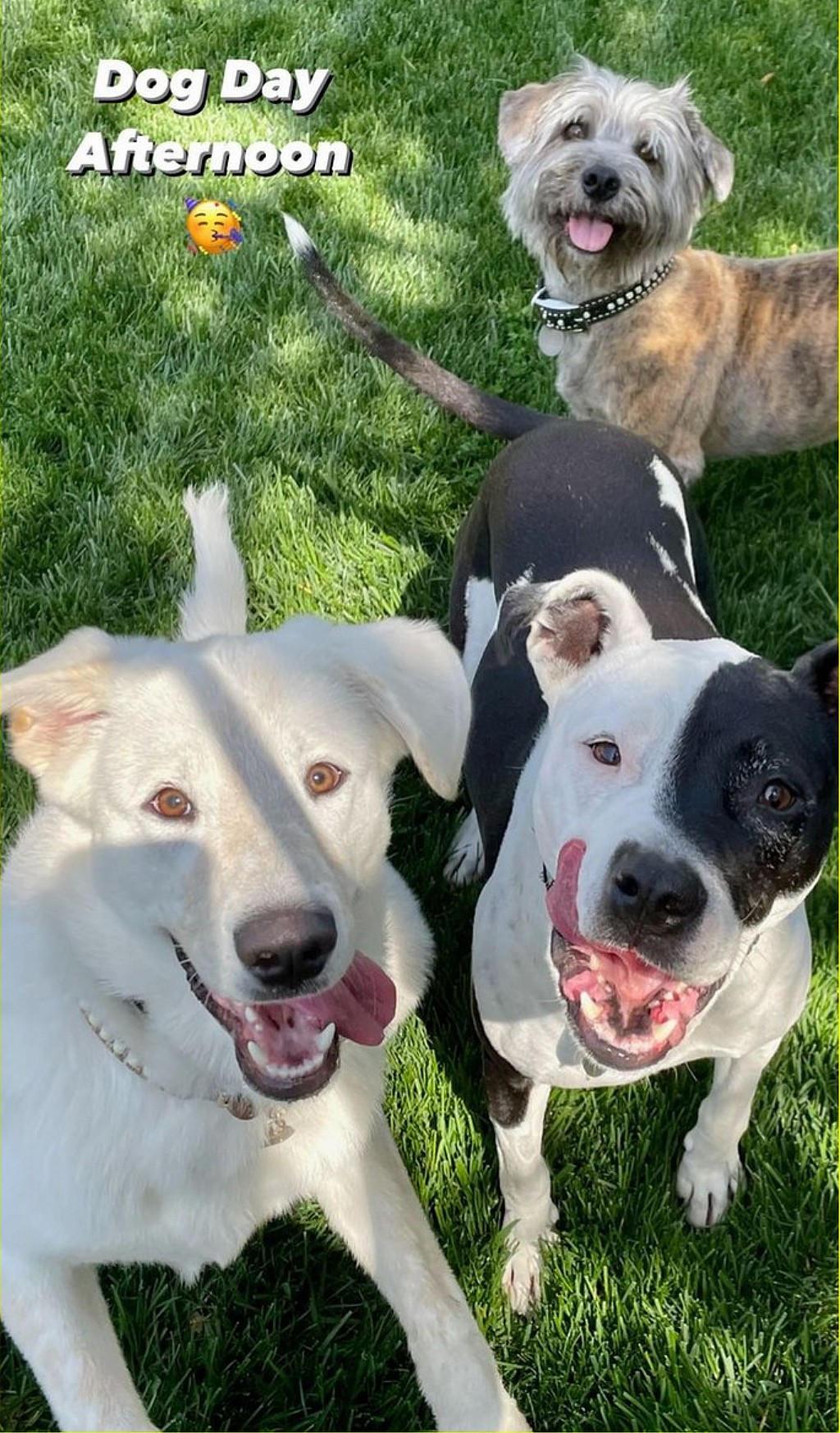 Celebrities Own Pitbulls - jennifer aniston's dogs