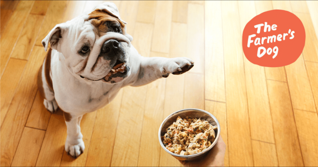 dog and food