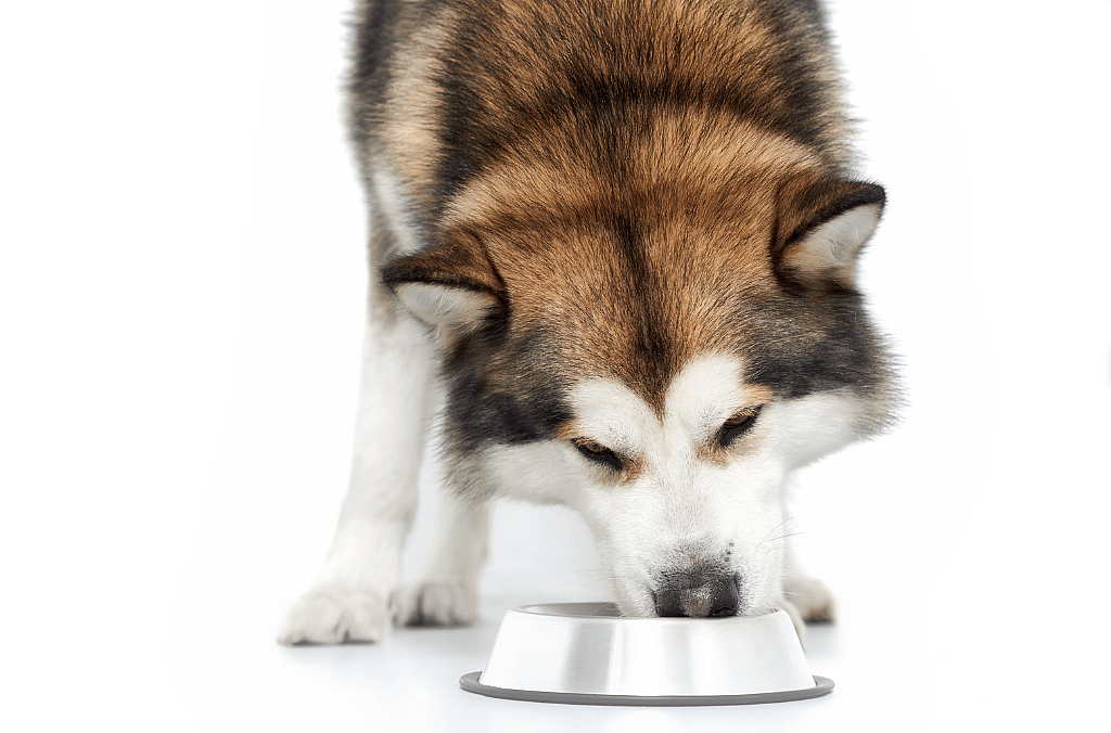 A Husky eating Food
