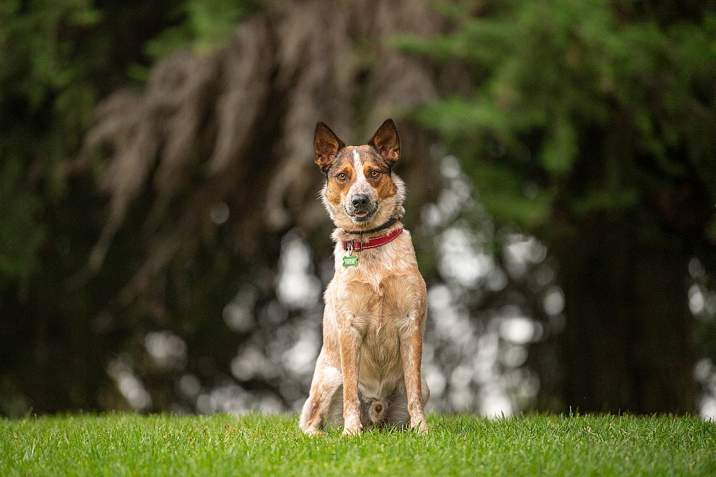 Marco up for Adoption