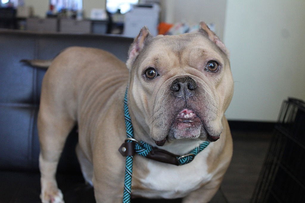 Wham! Bam! Thank You YAM