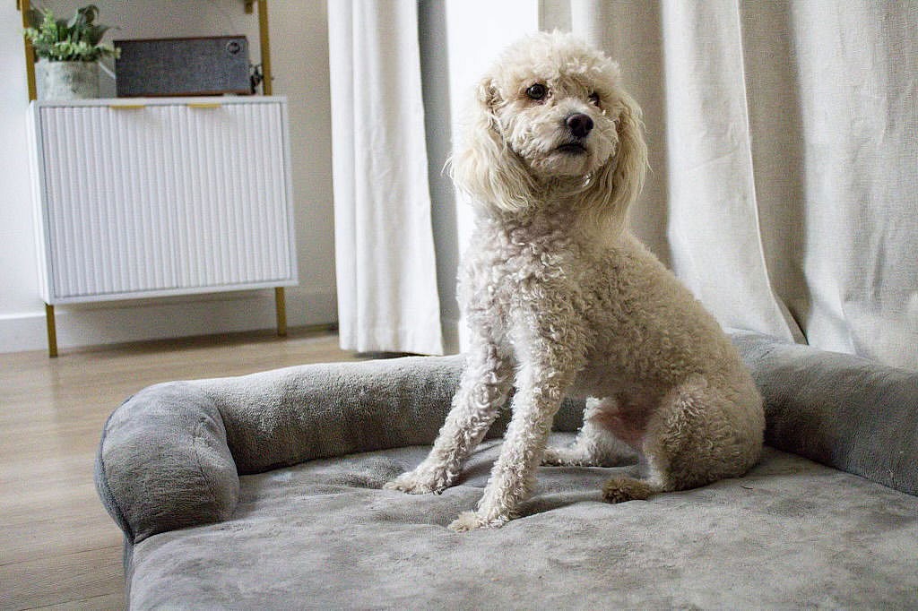 Ramen - Poodle (Miniature)