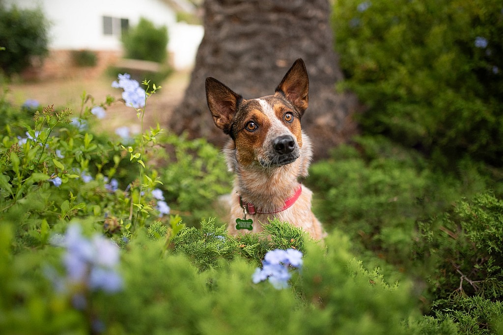 Marco up for Adoption