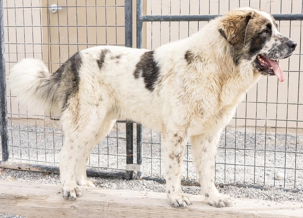 Fender up for Adoption