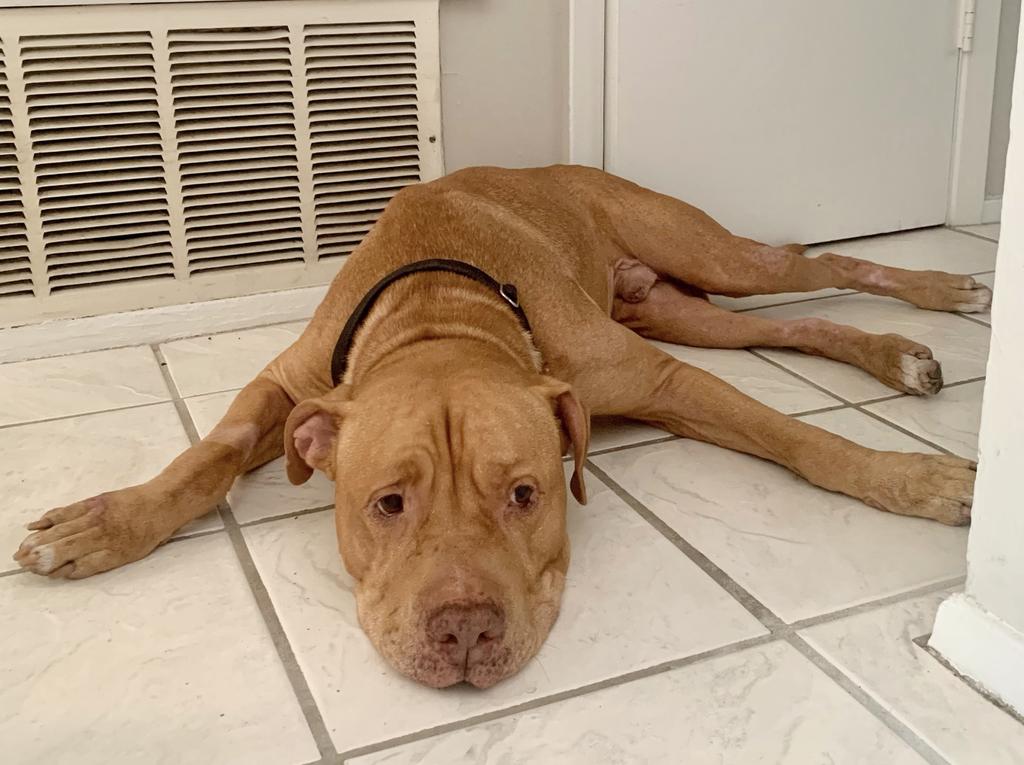 Achilles